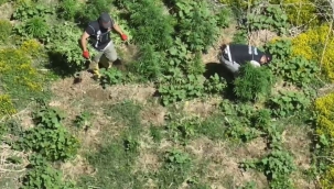 Diyarbakır'da 1.220 kök kenevir ele geçirildi