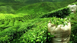 DKİB: "Rize'nin 1. çeyrekte çay ihracatı 1240 ton"