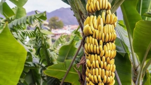 İklim krizi muz yetiştiriciliğini bitirebilir