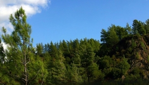 K.Maraş'ta ormanlık alanlara girişler yasaklandı