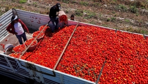 Adana'da tarlada domatesin fiyatı 3 liraya düştü