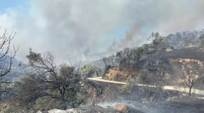 Aydın'ın Efeler ilçesinde orman yangını