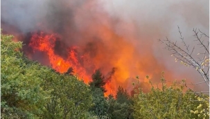 Bursa'nın Orhaneli ilçesinde orman yangını 