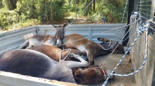 Datça'da yaban eşekleri toplatılıyor