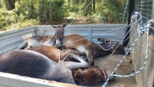 Datça'da yaban eşekleri toplatılıyor