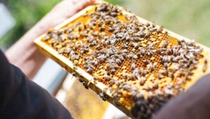 DKİB: "Yılın ilk 5 ayında bal ihracatı 1,1 milyon $"