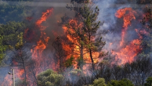 İzmir'in Menderes ilçesinde orman yangını