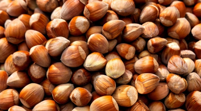 TMO, 10 bin ton fındığı 20 Haziran'da satacak