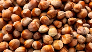 TMO, 10 bin ton fındığı 20 Haziran'da satacak