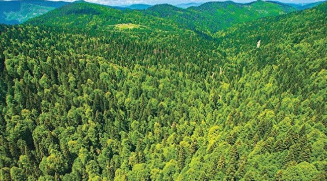 Türkiye genelinde 47 ilde ormana giriş yasağı