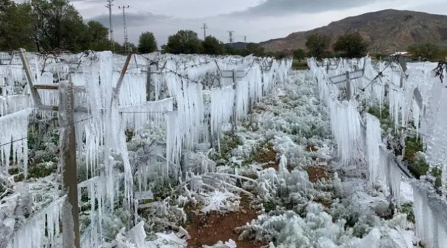 Zirai don, 7 milyon tonluk meyve kaybına yol açtı