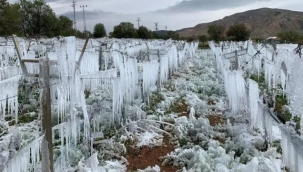 Zirai don, 7 milyon tonluk meyve kaybına yol açtı