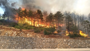 Bursa Harmancık'ta orman yangını tekrar başladı