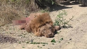 Manavgat'taki kaçak aslan etkisiz hale getirildi