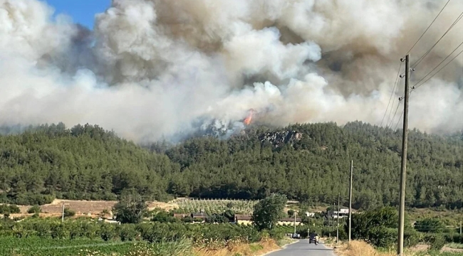 Sakarya ve Bilecik'te orman yangını