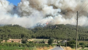 Sakarya ve Bilecik'te orman yangını
