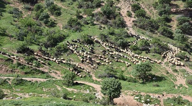 Şırnak'ta ormanlık alanlara giriş yasağı