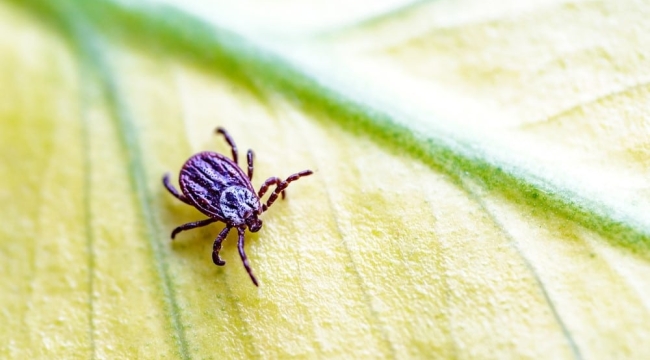 Tokat'ta 7 kişide KKKA hastalığı teşhis edildi