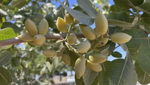 TR'nin ilk 6 ayda antep fıstığı ihracatı 113 milyon $