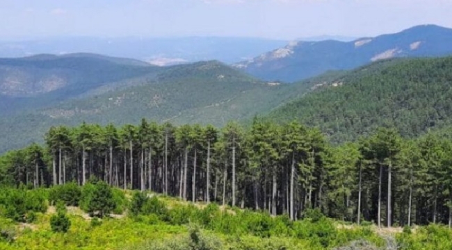 1 milyon metrekare alan ormanlıktan çıkarıldı