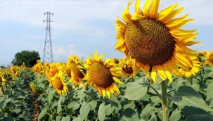 Ayçiçek yağı ithalat vergi oranı %30'a çekildi
