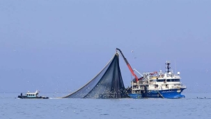 Balık avı sezonu 1 Eylül'de açılıyor
