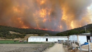 Bursa ve Çanakkale'de orman yangını