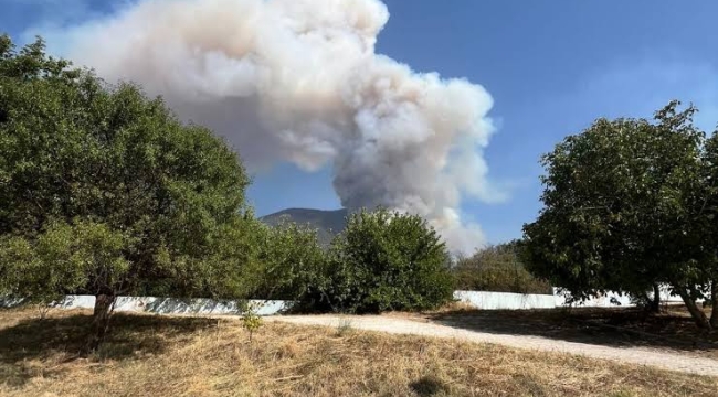 Denizli'nin Pamukkale ilçesinde orman yangını