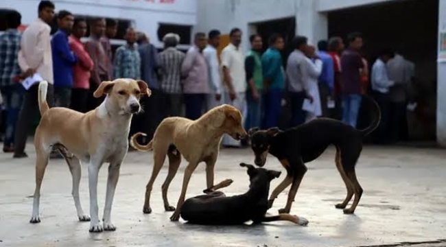 Hindistan'da sokak köpekleri kısırlaştırılacak