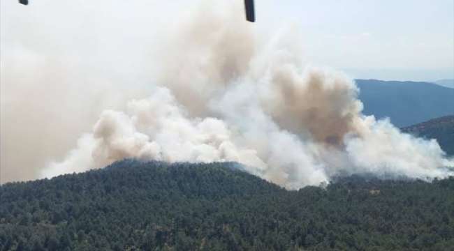Sinop'un Durağan ilçesinde orman yangını