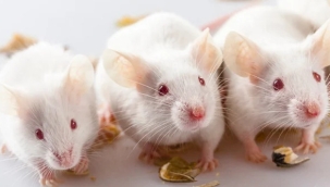 Deneysel ilaç, farelerde otizm belirtilerini geriletti