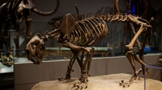 Kayseri'de 7,7 milyon yıllık kaplan fosili bulundu