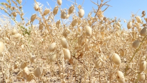 Kuraklık, nohutta tohumluk dahi bırakmadı
