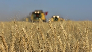 TÜİK'in iddiası: "Tarım-ÜFE Ağustos'ta yıllık %41 arttı"