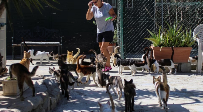 Güney Kıbrıs'ta kedi sayısı, insan nüfusunu geçti