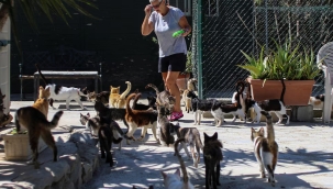 Güney Kıbrıs'ta kedi sayısı, insan nüfusunu geçti