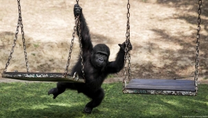 Nijerya, yavru gorilini Türkiye'den geri istiyor