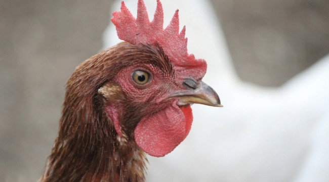 Dünyada H5N5 kuş gribinden ilk ölüm gerçekleşti