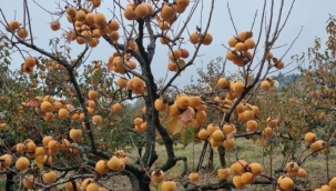 Hasatla aynı gün 180 ton hurma ithal edildi