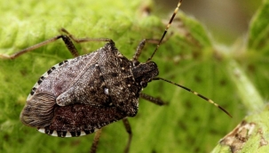 Kahverengi kokarca TR'de yayılmaya devam ediyor