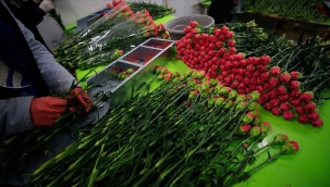 SBMİB: "10 aylık çicek ihracatı 137 milyon $"