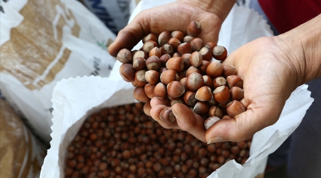 KFMİB: "2025'te fındık ihracatı 238 bin 704 ton"