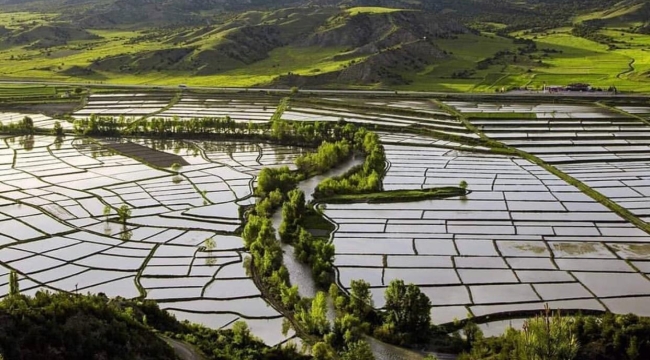 Tosya pirincine maden darbesi: Pirinç yok olacak