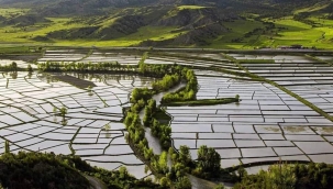 Tosya pirincine maden darbesi: Pirinç yok olacak