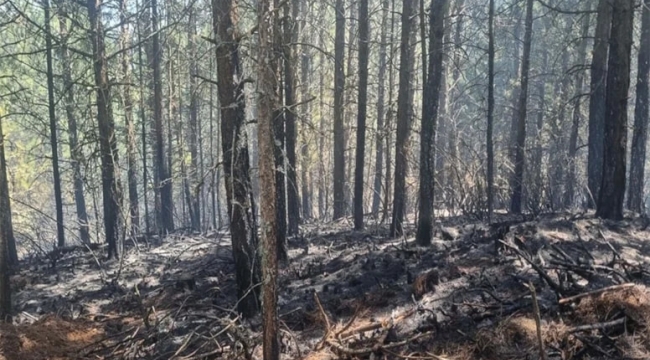 Aydın Kuyucak'da orman yangını