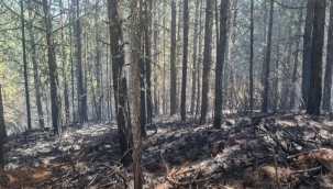 Aydın Kuyucak'da orman yangını