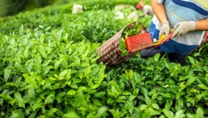 2026 yılı çay alım fiyatı 35 lira olarak açılandı