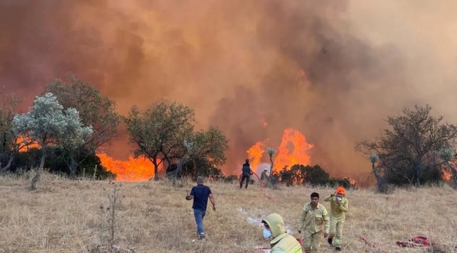 Aydın'da zirai ve otluk alanda yangın